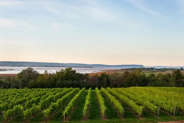 Wolfville vineyards at Lightfoot and Wolfville